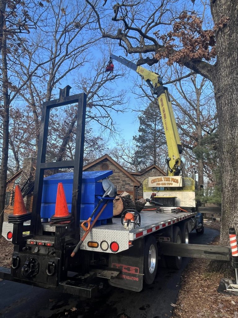 Tree Removal – Central Tree Pros